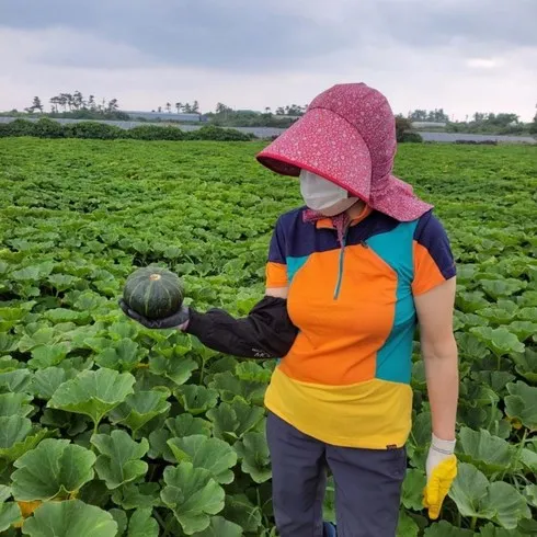 제주 미니 밤호박 8kg 인기순위8 모아보기