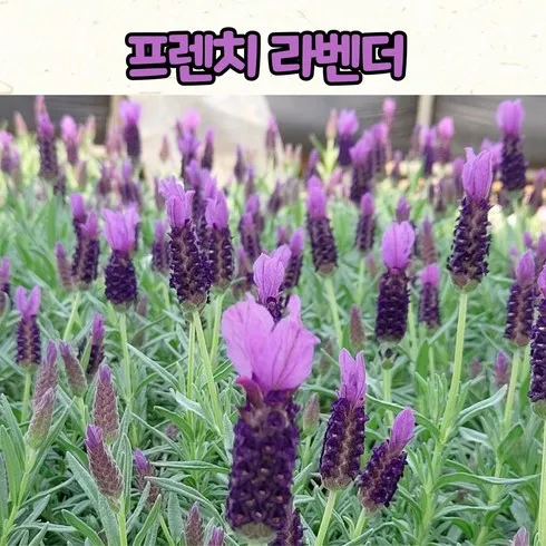 프렌치라벤더 후기정보 비교해보기