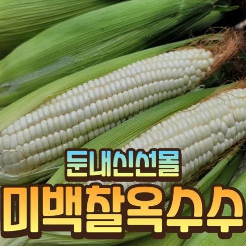 맛있는家 강원도 명물 찰옥수수 30개 디자인 브랜드 비교해보기